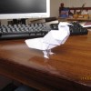 Black Bird 2