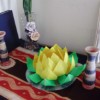 Lotus yellow