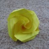 Yellow Rose